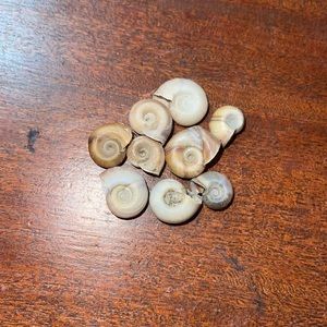 Seashells